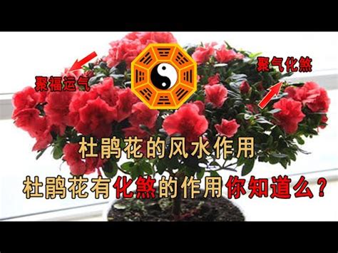 杜鵑花 風水|杜鵑花風水：運勢關鍵